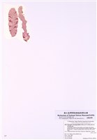 藏品(貝殼紫菜)的圖片